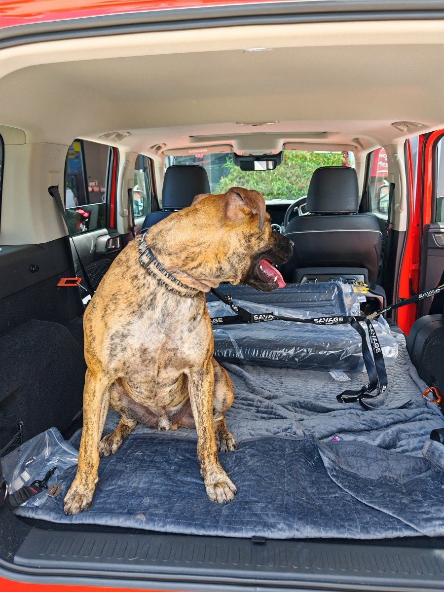 TANK 300 DOG CENTRE HARNESS image 4